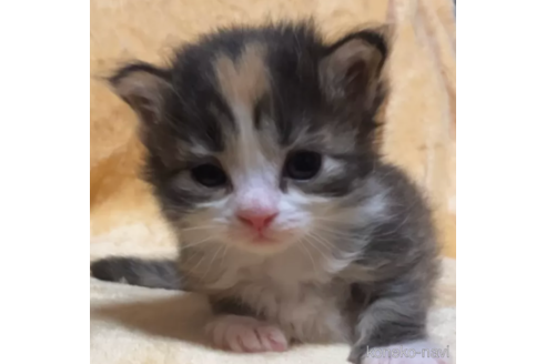 販売中の山梨県のノルウェージャンフォレストキャット-113211の2枚目